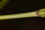 Georgia bulrush